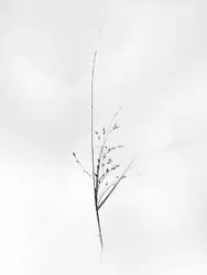 Amid the Flowers 79, 2021 (s/hvitt-bilde)