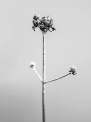 Amid the Flowers 7, 2021 (s/hvitt-bilde)