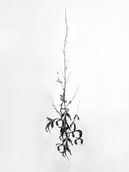 Amid the Flowers 80, 2021 (s/hvitt-bilde)