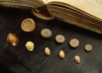Cowrie skjellpenger og terrakotta-mynter fra Ayutthaya-perioden (skall og terrakotta)
