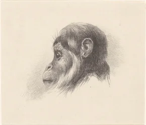 apehode