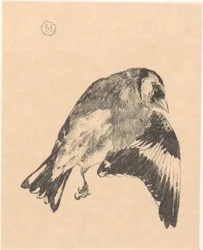 Død gullfink