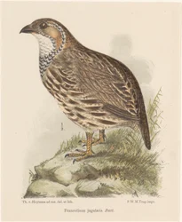 Rapphøne (francolinus jugularis)