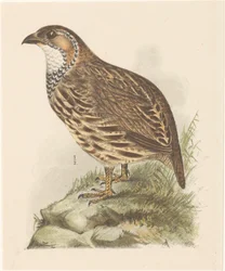Rapphøne (francolinus jugularis)