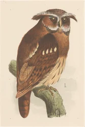 Ugle på en gren (bubo lettii)