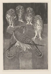Fire små ugler og to tårnfalk Animal Studies (original serietittel)