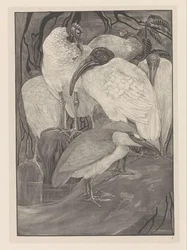 Fem ibiser og en natthegre Animal Studies (original serietittel)