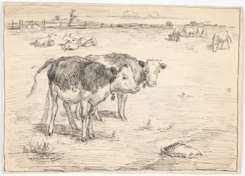 Et par kalver på "Fladen", Saltholm