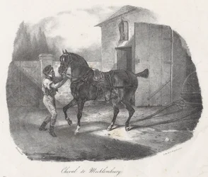 Mecklenburg-hest (A Mecklembourg Horse)