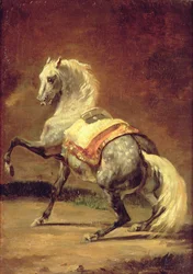 Dappled grå hest