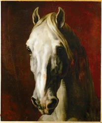 Hodet til en hvit hest …