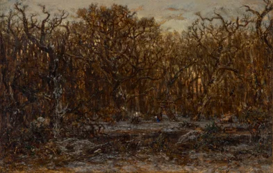 Skog ved solnedgang om vinteren