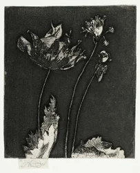 Siste valmuer