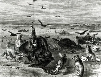 Slaughter of Buffaloes on the Plains, fra Harpers Weekly 1872