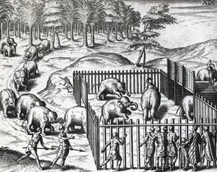 Elefantjakt i kongeriket Pegu, nå Myanmar, av Theodor de Bry (1528-1598), gravering