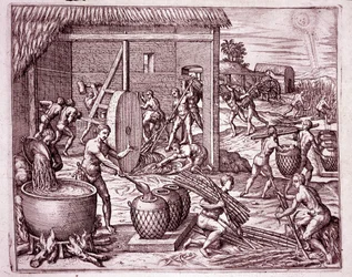Amerikas historie: høsting av sukkerrør og sukkerproduksjon ved indianske slaver som arbeider for de spanske conquistadorene