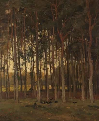 Utsikt i skogen