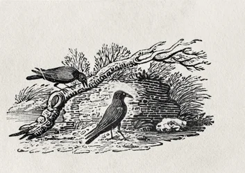 Crows (Corvus corone corone) fra 