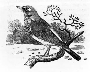 The Fieldfare, illustrasjon fra 