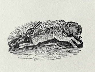 Haren fra "History of British Birds and Quadrupeds"