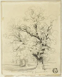 Kastanjer i Greenwich Park