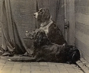 Thomas Eakins Dogs, 1884
