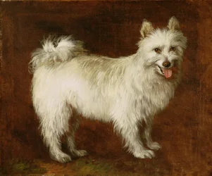 Spitz Dog, ca. 1760-70 (olje på lerret)