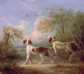 Spaniels i et landskap