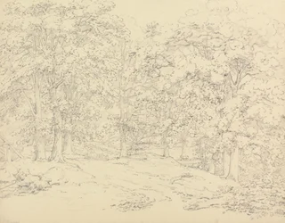 Trær i Ashtead Park, Surrey