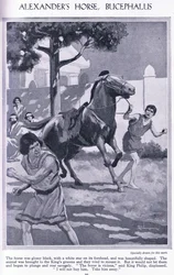 Aleksanders hest, Bukefalos: hesten var blank svart med en hvit stjerne i pannen, ca. 1950