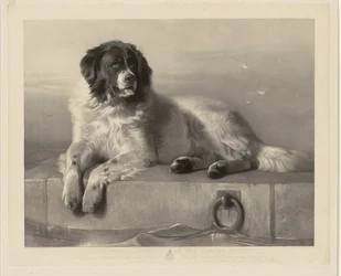 Portrett av redningshunden Bob, liggende på en brygge Et fremtredende medlem av Humane Society (tittel på objekt)