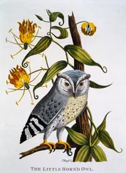 Little Horned Owl, fra 