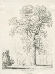Blithfield - King Oak: penn- og blekktegning