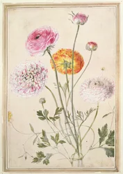 Blomsterstudie, ca. 1760