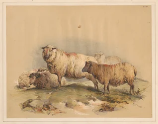 Sau, nr. 18