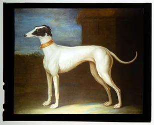 En favorittgreyhound