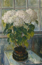Hortensia