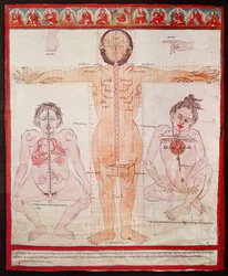 Anatomical Chart, 1938 (penn og akvarell på tøy lagt på lerret)