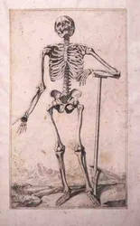 Anatomisk studie, av Domenico Maria Bonavera (f.1640) (etsing og tørrpunkt)