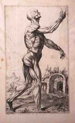 Anatomisk studie, av Domenico Maria Bonavera (f.1640) (etsing og tørrpunkt)