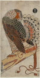 Sparrowhawk (Konori Taka)