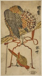 Sparrowhawk and Macaw (Sparrowhawk and Macaw)