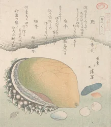 Awabi øreskall og forskjellige skjell, 1800-tallet.