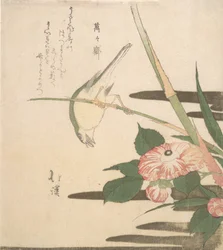 Warbler og Camellia, ca. 1815-20.