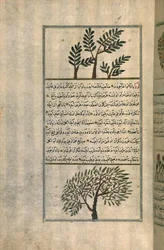 Et røkelsestre over et mandeltre, etter en avhandling av Zakariya ibn Muhammad al-Qazwini (blekk og pigmenter på europeisk lagt papir)