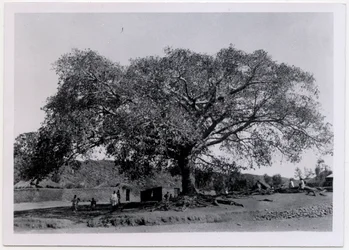 Tre med bred, spredende krone foran landsbymuren, Axum, Etiopia, fotografert av Ugo Monneret de Villard