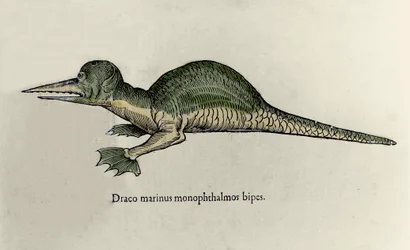 Representasjon av en marin drage. Plate med et naturhistorisk manuskript av Ulisse Aldrovandi (1522-1605) om monstre