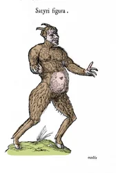 Representasjon av en satyr. Plate med et naturhistorisk manuskript av Ulisse Aldrovandi (1522-1605) om monstre