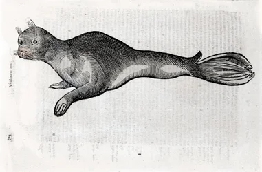Representasjon av en selplate illustrert fra et manuskript av Natural History av Ulisse Aldrovandi (1522-1605), Ulisse Aldrovandi fonds, University Library of Bologna, red. 1603.