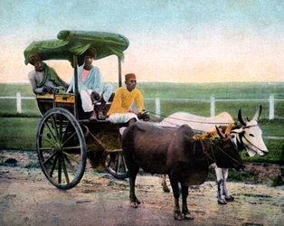A Bombay reckla, India, tidlig på 1900-tallet
